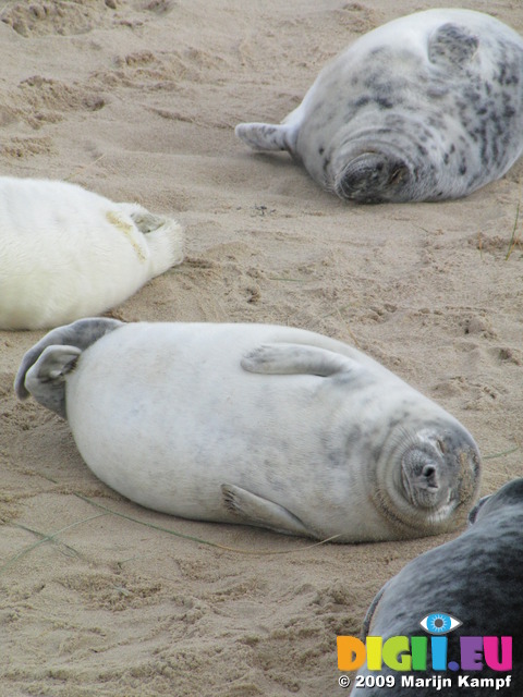 SX11277 Cute grey or atlantic seal pups sleeping on beach (Halichoerus grypsus)